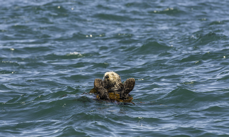 Image of Sea Otter