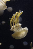 Image of Spotted jelly