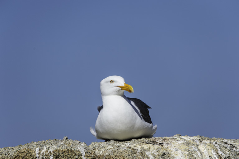 Image of Western Gull