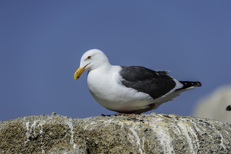 Image of Western Gull