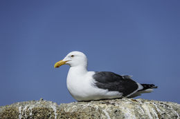 Image of Western Gull