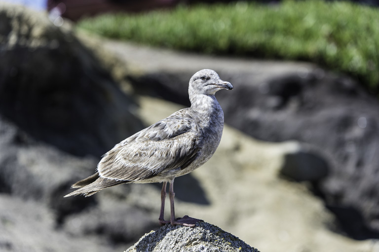 Image of Western Gull