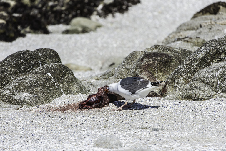 Image of Western Gull