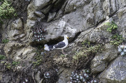 Image of Western Gull