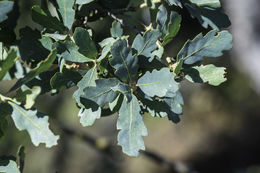 Image of blue oak