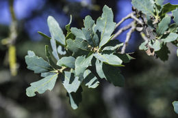 Image of blue oak