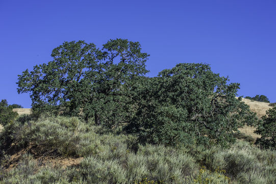 Image of blue oak