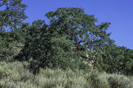 Image of blue oak