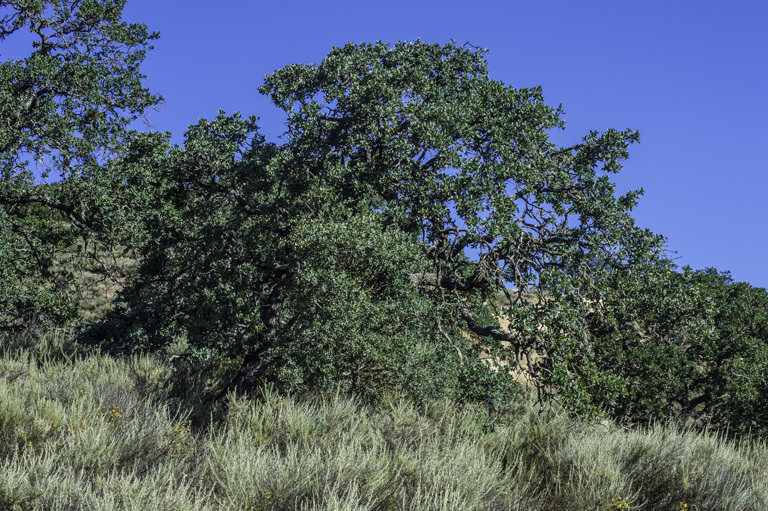 Image of blue oak