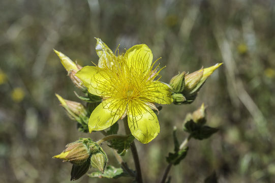 Image of Sierra blazingstar