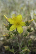 Image of Sierra blazingstar