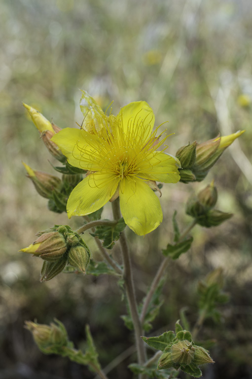 Image of Sierra blazingstar