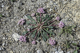 صورة Cistanthe monosperma (E. Greene) M. A. Hershkovitz