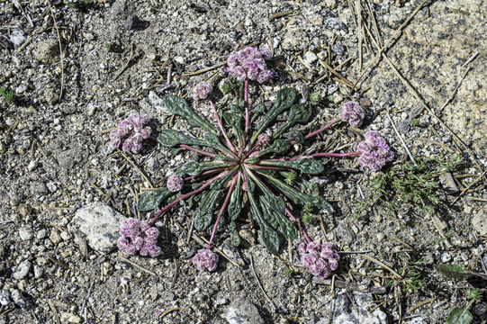 صورة Cistanthe monosperma (E. Greene) M. A. Hershkovitz