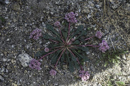 صورة Cistanthe monosperma (E. Greene) M. A. Hershkovitz