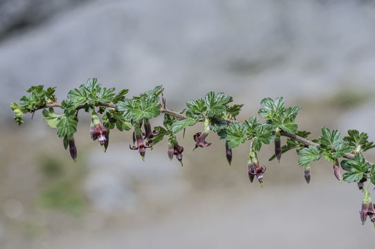 Image of Sierra gooseberry