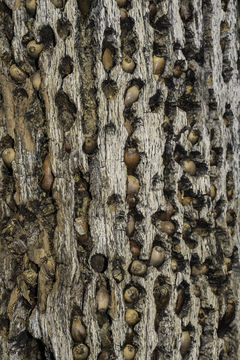 Image of Acorn Woodpecker