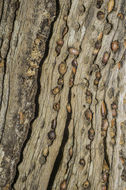 Image of Acorn Woodpecker