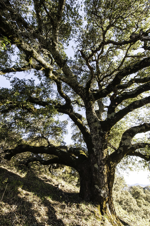 Imagem de Quercus agrifolia Née