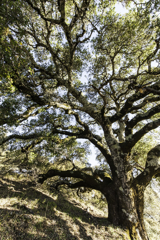 Image of California Live Oak