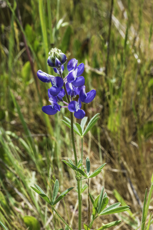 Image de Lupinus bicolor Lindl.