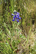 Image de Lupinus bicolor Lindl.