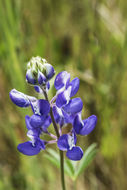 Image de Lupinus bicolor Lindl.