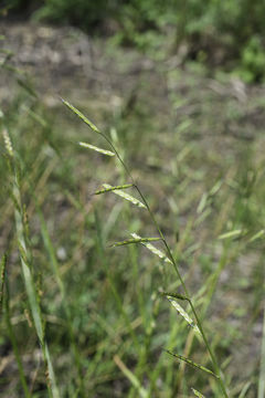 Image of annual semaphoregrass