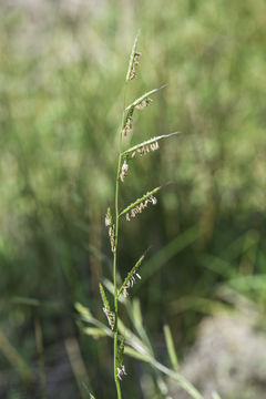 Image of annual semaphoregrass