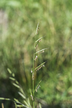 Image of annual semaphoregrass