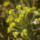 Image of yellowbeak owl's-clover