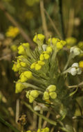 Image of yellowbeak owl's-clover