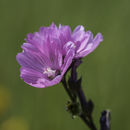 Imagem de Sidalcea calycosa M. Jones