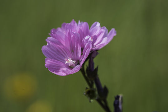 Image of annual checkerbloom