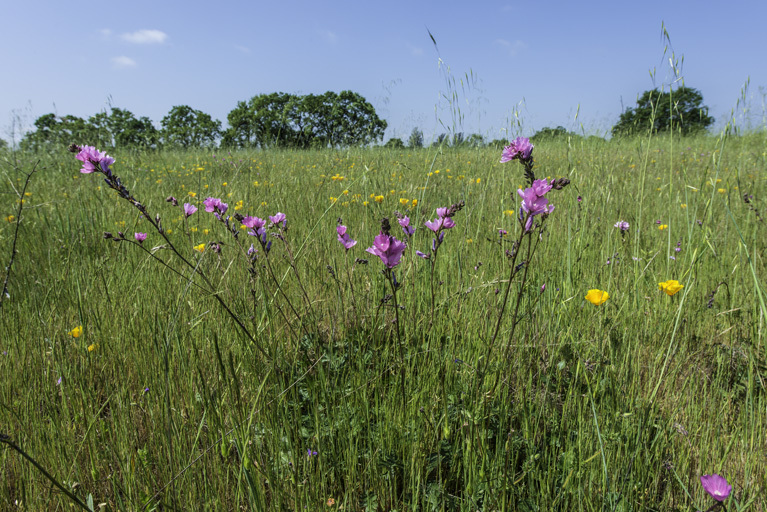 Image of annual checkerbloom