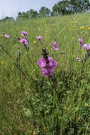 Imagem de Sidalcea calycosa M. Jones