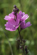 Imagem de Sidalcea calycosa M. Jones