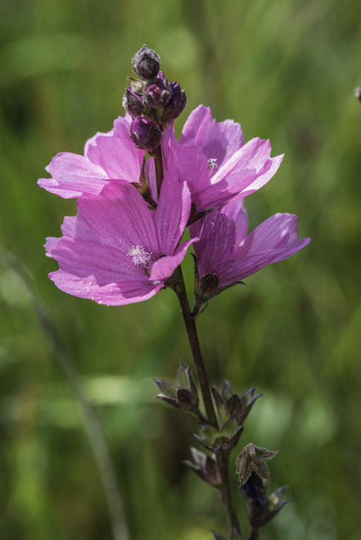 Imagem de Sidalcea calycosa M. Jones