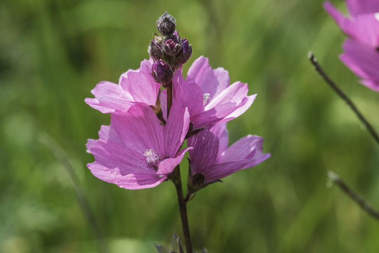 Image of annual checkerbloom