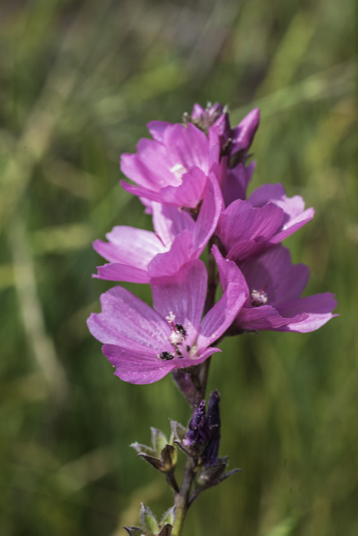 Imagem de Sidalcea calycosa M. Jones