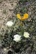 Imagem de Eschscholzia californica Cham.