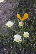 Imagem de Eschscholzia californica Cham.