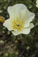 Imagem de Eschscholzia californica Cham.