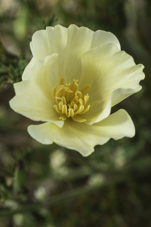 Imagem de Eschscholzia californica Cham.