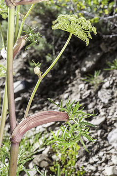 Image of poison angelica