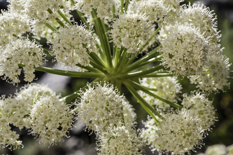 Angelica lineariloba A. Gray resmi