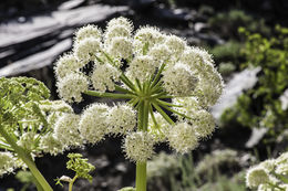 Angelica lineariloba A. Gray resmi