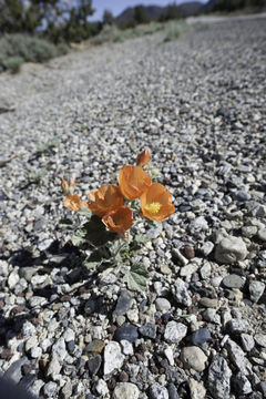 Image of desert globemallow