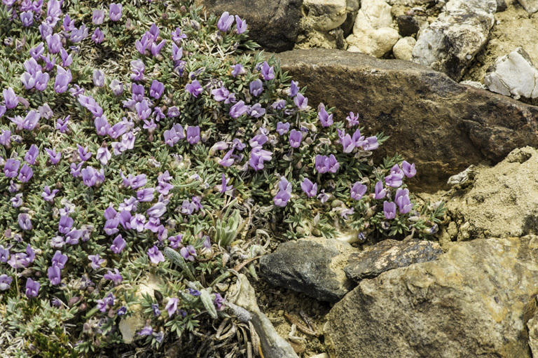 Image de Astragalus kentrophyta var. tegetarius (S. Wats.) R. D. Dorn