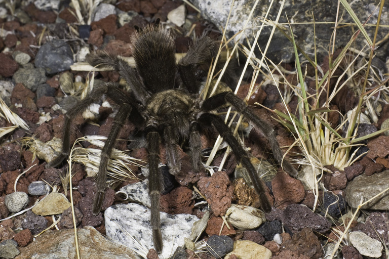 Image of Fresno County Brown Tarantula